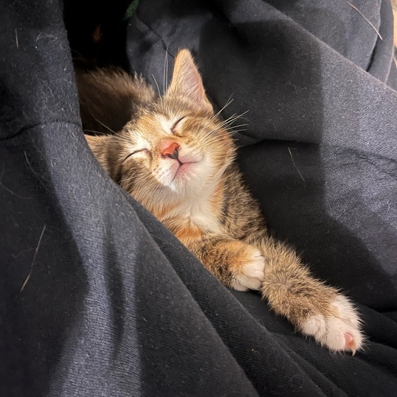 My grandkittens- they’ve grown! 6 months old now! - Picture 9 of 17